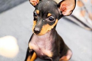 小鹿犬的品种特点与适配的生活环境（探索小鹿犬独特魅力，解读最佳生活伴侣）