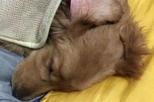 如何处理大丹犬感染犬瘟？（措施、治疗和预防）