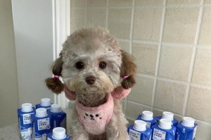 贵宾犬的饮食需求（以贵宾犬为对象，选择合适品牌的酸奶供食）