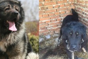高加索犬的饲养全攻略（以高加索犬为宠物，你需要了解的一切）