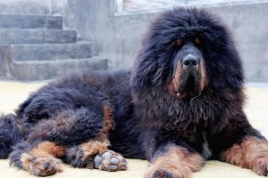 如何训练藏獒听话？教你从小开始训练，使藏獒成为最忠诚的伴侣