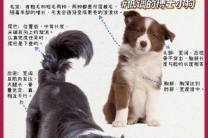 狗狗到新家后多久开始训练？