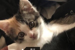 小猫的睁眼时刻（揭秘小猫眼睛的奇妙变化）