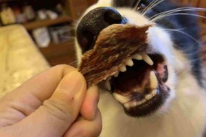 狗狗吃花生的影响（了解这些，让你的爱犬更健康）