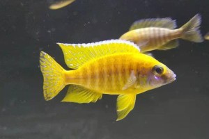 布隆迪六间鱼的生命周期及饲养全过程（从幼鱼到繁殖，探秘布隆迪六间鱼的成长之路）
