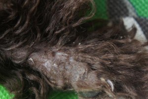 贵宾犬常见皮肤病一览（了解贵宾犬的皮肤健康问题，让你的宠物更健康）