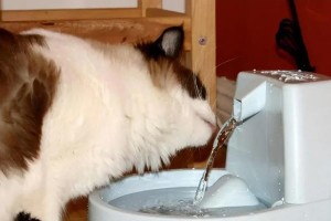 猫咪喜欢去厕所的原因（探究猫咪厕所偏好的行为习惯）