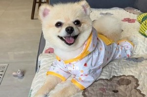 博美剪什么造型最适合？（探索博美独特魅力，为您的宠物选择最佳造型）