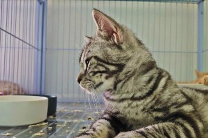 探究美国短毛猫的起源与特点（从血统到外貌，美短为何备受瞩目）