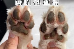 狗崽剃毛的最佳时机（如何选择适合狗崽剃毛的时刻）