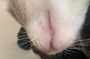 猫嘴的神秘之处（透视猫嘴）