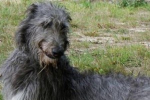 如何饲养一只健康快乐的苏牧？苏格兰猎鹿犬的饲养方法详解