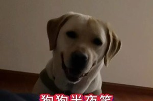 半夜狗狗叫声原因揭秘（不可忽视的宠物身心健康问题）