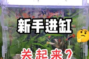 如何正确向有鱼鱼缸添加鱼（注意事项和步骤，让你的鱼儿健康快乐）