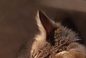 深入解析“以猫抱腿”是什么意思（揭开猫咪行为的秘密，让你更了解爱宠）