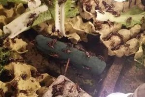 蟋蟀孵化后的饮食习惯（了解蟋蟀孵化后的饮食需求，为其提供适当的食物是养殖成功的关键）