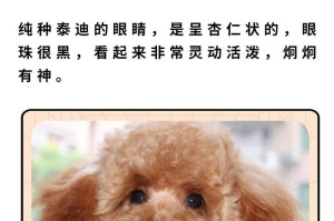 成年泰迪的食物喜好及养生之道（揭秘成年泰迪的嗜食品种与健康饮食习惯）