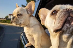 探究斗牛犬喜欢咬人的原因（解析斗牛犬攻击性行为的心理动机）