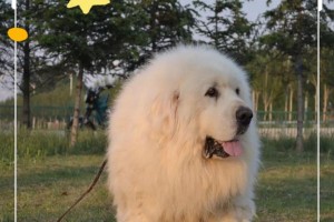 大白熊犬成年需要多长时间？（探究大白熊犬的成长周期及关键因素）