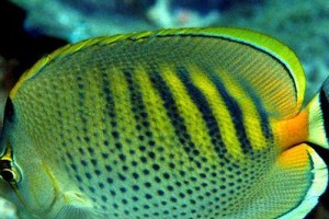 斑带蝴蝶鱼的饲养方法（打造健康的斑带蝴蝶鱼水族箱）