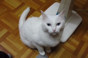 宠物猫的独特表现——坐在主人脚背上的含义（猫咪坐在主人脚背上有何意义，你了解吗？）