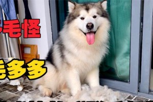 阿拉斯加的换毛时间及其影响（了解阿拉斯加犬的毛发换季周期与护理技巧）