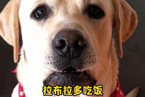 两个月宝宝的肉食营养指南（探索宝宝肉食世界的关键营养素）