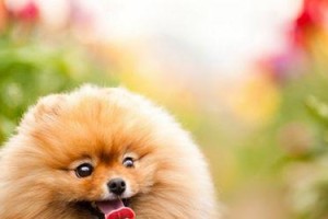银狐易患疾病的原因及预防措施（揭示银狐易患疾病的原因，科学预防保健更重要）
