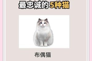 探索最通人性的6种猫（揭秘猫咪个性，发现与人类相似之处）