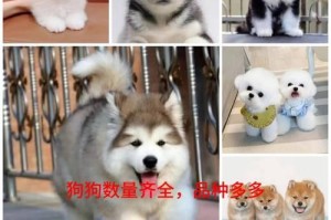 萨摩耶与阿拉斯加雪橇犬的神似之处（探究两种狗狗的相似特征和区别）
