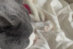猫咪感冒的药物治疗指南（了解猫咪感冒的症状和常见药物）