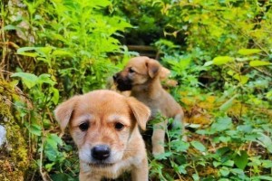 草狗的饲养方法详解（如何养好一只草狗？）