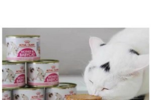 新来的小猫需要多长时间适应新环境？（探讨小猫适应新环境的时间和方法）