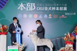 哈士奇为什么易感冠状病毒？（了解哈士奇对冠状病毒易感的原因及预防方法）