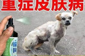宠物湿疹治疗指南（狗狗湿疹，如何解决？）