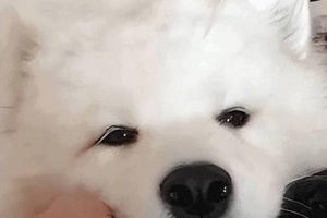 以萨摩耶的最佳生活温度（了解以萨摩耶的最佳生活温度，让你的宠物健康快乐）