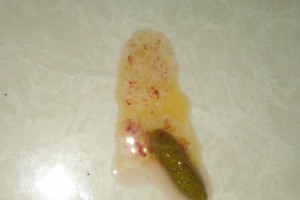 小狗拉血的原因及处理方法（了解小狗拉血的原因，保护它们的健康）