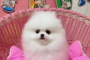 小型犬中的名犬——博美排行榜（探究世界各地名犬博美的特点和魅力）
