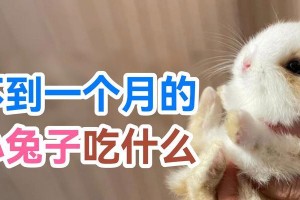 兔母的饮食习惯与营养需求（探究兔母的饮食习惯及合理营养搭配）