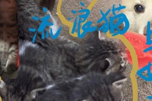 猫生崽子所需的时间究竟有多长？（探究猫咪怀孕期和产后护理的重要性）