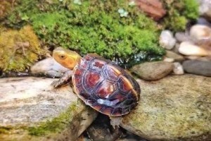 黄缘闭壳龟的饲养方法（打造舒适家园，健康快乐成长）