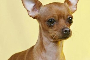 选择小型犬的养殖品种与注意事项（如何选择适合自己的小型犬品种以及养殖的注意事项）