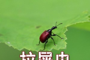 辨别昆虫的三招（揭示虫类中的昆虫身份，了解它们的特点和区别）