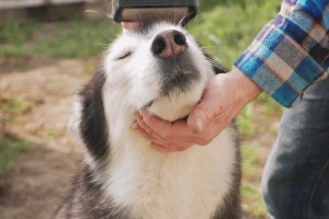 金毛宠物犬的梳理时机与技巧（了解金毛毛发生长周期，合理护理让毛发更健康）