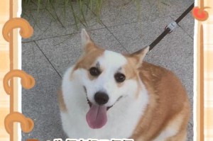 幼犬便便的正常周期（探究幼犬排便频率和时间间隔的关键因素）