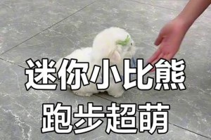 比熊能跑多久？（探究比熊狗的奔跑能力及其影响因素）