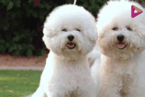 探寻约克夏犬的七大优点，一窥世界名犬之美（这只可爱的小狗是否能成为您的好伴侣？）