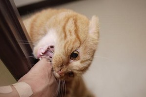 探秘猫咪突然抓人的原因（揭开猫咪突然抓人的秘密，你绝对没想到的原因！）