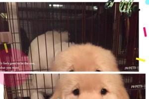 金毛犬的毛发生长周期（探究金毛犬毛发生长的时间和特点）
