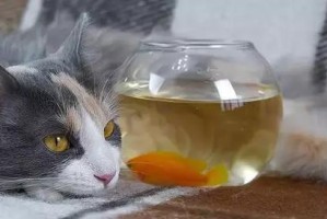 冬天猫喝什么水好？（猫咪的饮水需求与选择）